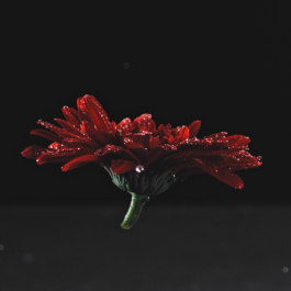 PopKorn Films | Video Production and Creative Studio