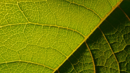 PopKorn Films | Video Production and Creative Studio