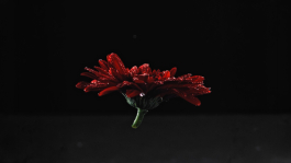 PopKorn Films | Video Production and Creative Studio